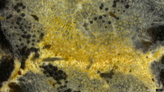 Steccherinum ciliolatum