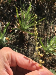 Astragalus clevelandii