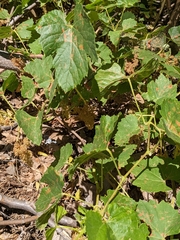 Vitis californica