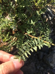 Astragalus clevelandii