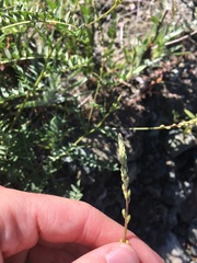 Astragalus clevelandii