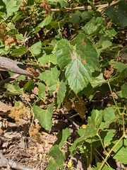 Vitis californica