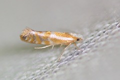 Argyresthia canadensis