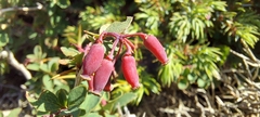 Berberis aetnensis
