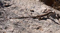 Aspidoscelis sonorae