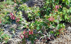 Berberis aetnensis