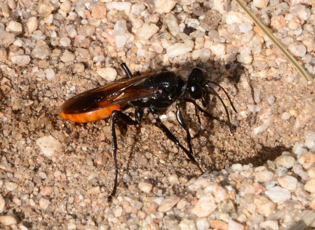 Sphex lucae