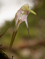 Pleurothallis tetragona