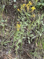 Hypericum perforatum