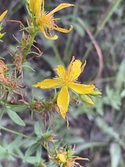 Hypericum perforatum