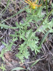 Hypericum perforatum
