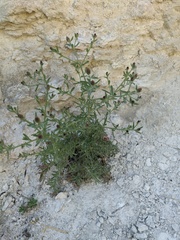 Leuzea repens