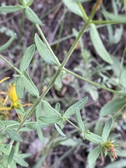 Hypericum perforatum