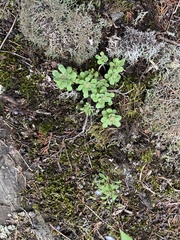 Sedum glaucophyllum