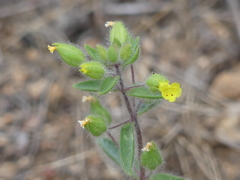 Mimetanthe pilosa