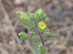 Mimetanthe pilosa