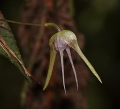 Pleurothallis tetragona