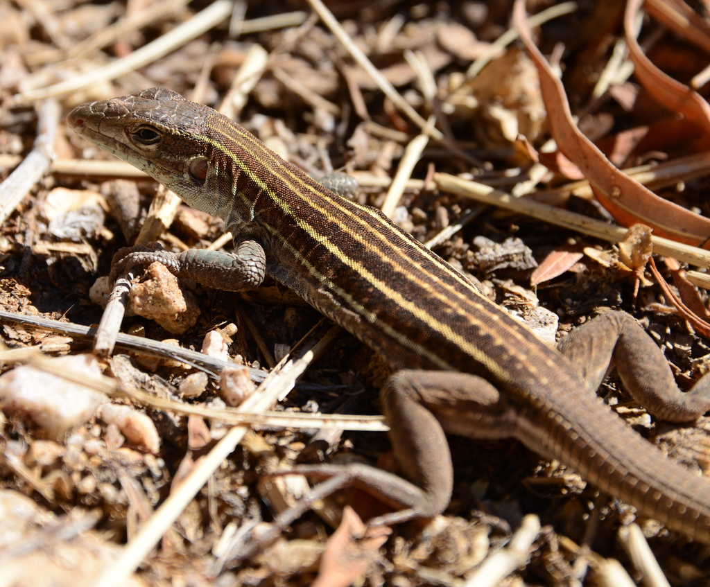 Sonoran Spotted Whiptail (Lizards of Highlands Center for Natural