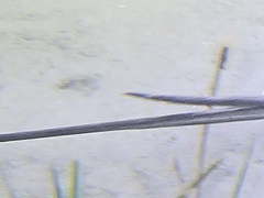 Dasyatis