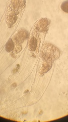 Conochilus hippocrepis