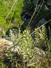Alyssum trichostachyum