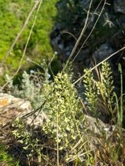 Alyssum trichostachyum