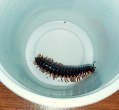 Appalachioria ethotela