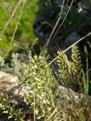 Alyssum trichostachyum