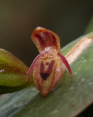 Pleurothallis matudana