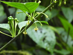 Witheringia solanacea image