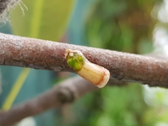 Dendrophthoe pentandra