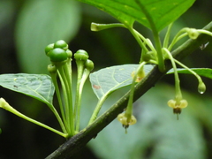 Witheringia solanacea
