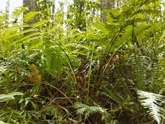 Cyathea atrovirens
