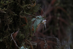 Solanum appendiculatum
