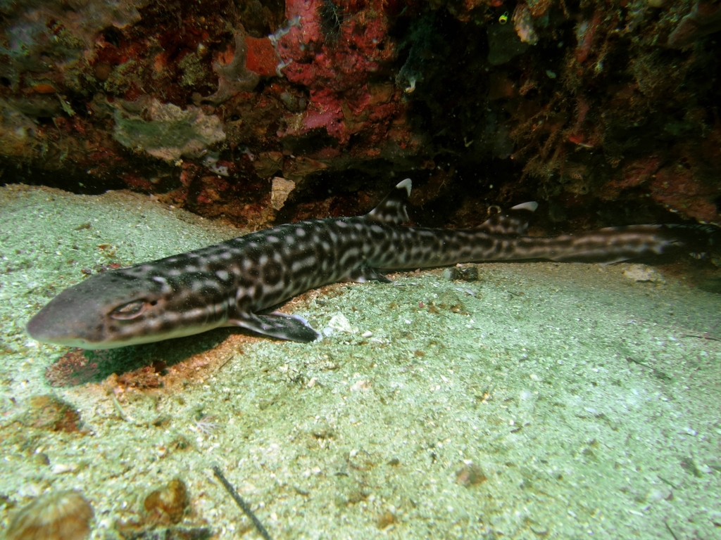Coral Catshark