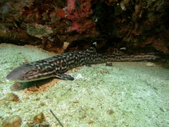 Atelomycterus marmoratus
