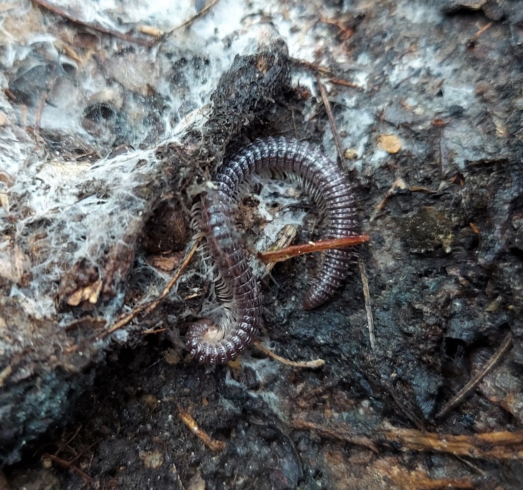 Cambala hubrichti