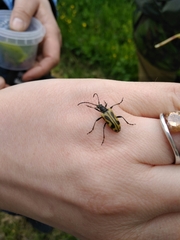 Brachyta interrogationis