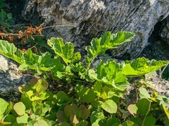 Crambe koktebelica