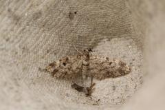 Eupithecia tantillaria