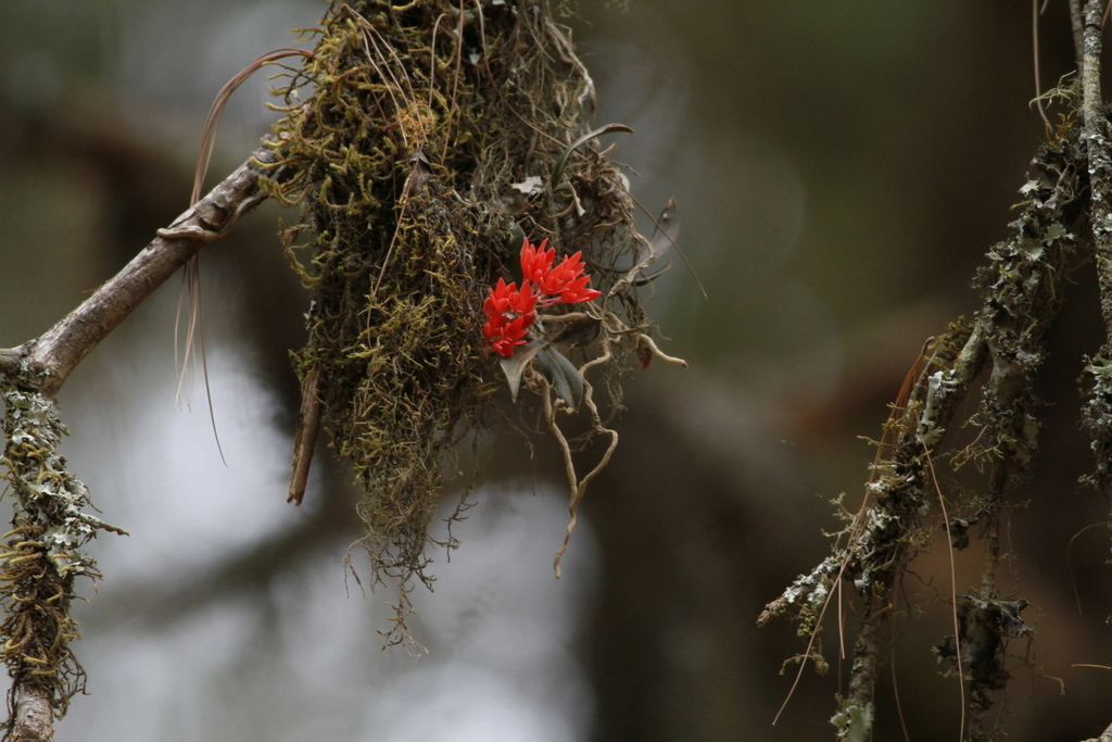 Alamania punicea