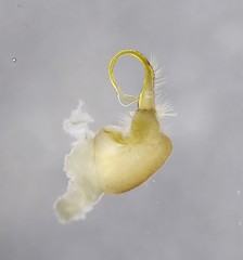 Rudiloria kleinpeteri