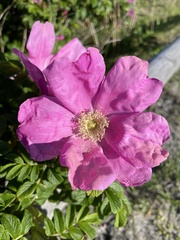 Rosa rugosa
