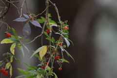 Solanum appendiculatum