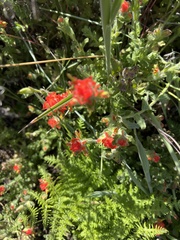 Castilleja mendocinensis