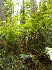 Cyathea atrovirens