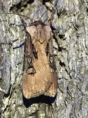 Agrotis obliqua