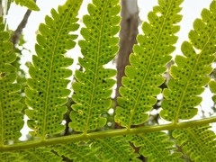 Cyathea atrovirens
