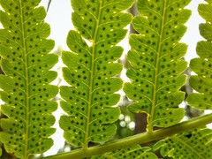 Cyathea atrovirens