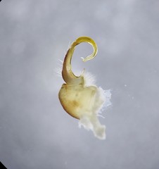 Appalachioria ethotela